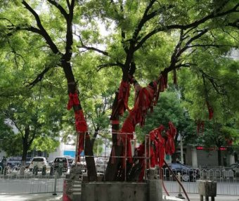 山东济宁古槐的传说