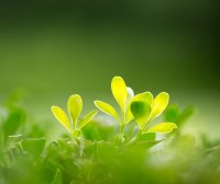 春日 朱熹 〔宋代〕