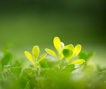 春日 朱熹 〔宋代〕