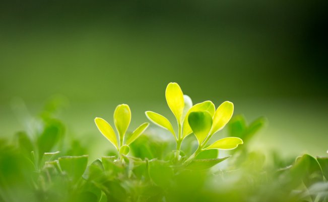 春日 朱熹 〔宋代〕